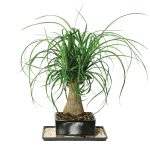 ponytail bonsai