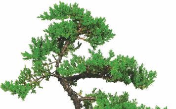 Tipuri de bonsai juniper bonsai