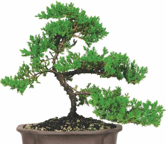 juniper bonsai