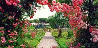 gradina cu trandafiri