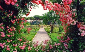 gradina cu trandafiri